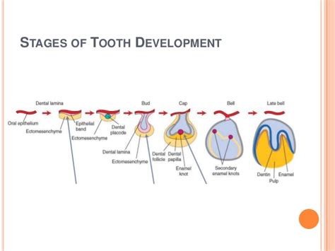 Tooth Development Stages - A Simple WalkThrough