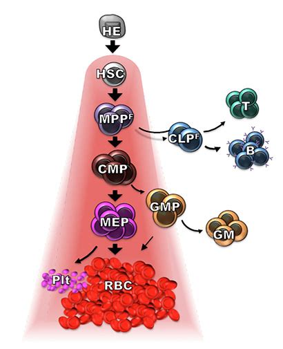 Study gives new perspective on production of blood cells and immune cells