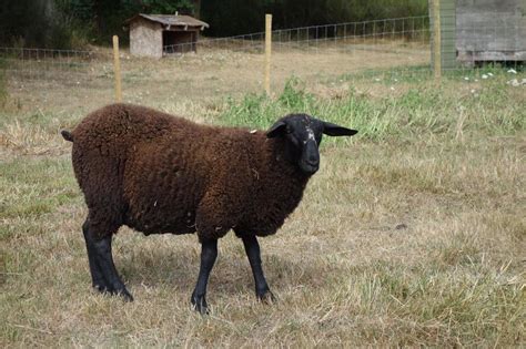 Milking Breed Lacaune East Friesian Cross Ram Sheep Outside Comox ...