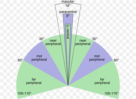 Peripheral Vision Visual Perception Fovea Centralis Eye Retina, PNG ...