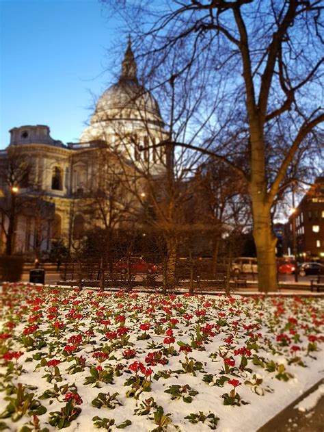 HD wallpaper: cathedral, winter, snow, flowers, london, abbey, church ...