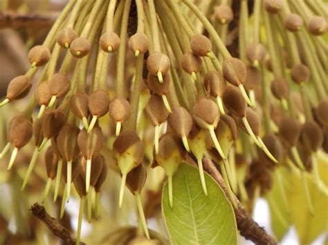 Mahua Flower