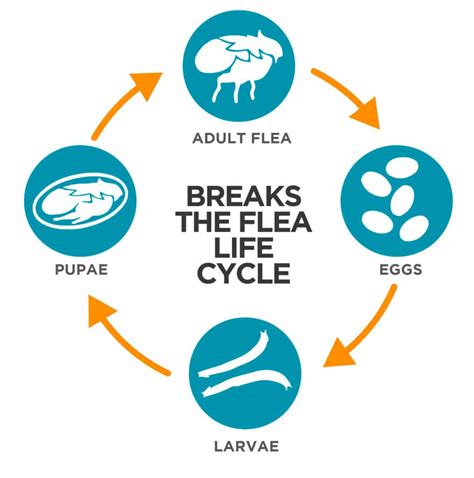 Flea Life Cycle and what it means to you! - Tevra Pet - Pet Health