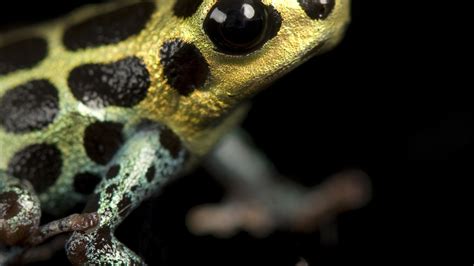 Poison Dart Frogs | National Geographic