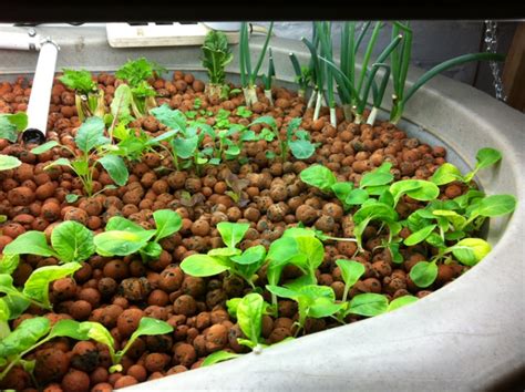 Basement Aquaponics and Raising Tilapia » FreestyleFarm