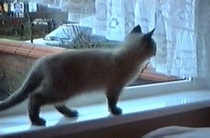 cat fail gifs | WiffleGif