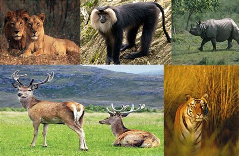 GK Quiz on Endangered, Critically Endangered species of India