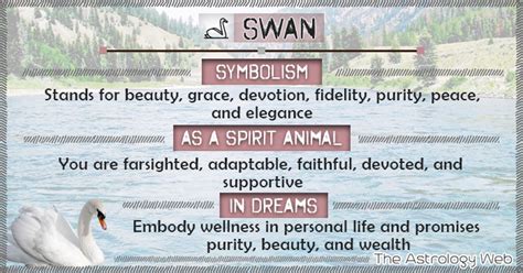 Swan Meaning and Symbolism | The Astrology Web