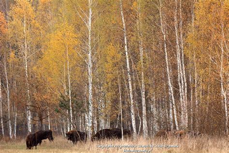 Bialowieza Forest European bison in the autumn dressing served ...