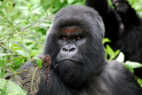 Cantsbee, last of Dian Fossey’s silverbacks, now presumed dead | Dian ...