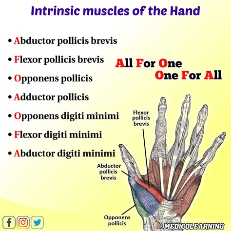 Intrinsic Muscles of Hand Mnemonic – MedicoLearning