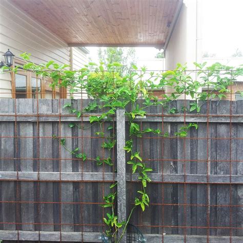 7 best Passionfruit trellis images on Pinterest | Vegetable garden ...