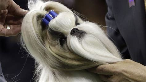 Patty Hearst’s dog nabs win at Westminster | CNN