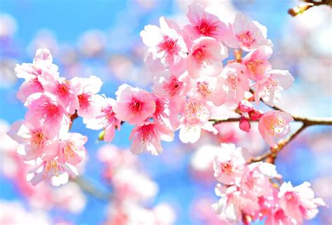 Jadwal Melihat Bunga Sakura Jepang di Musim Semi 2020 | Airpaz Blog