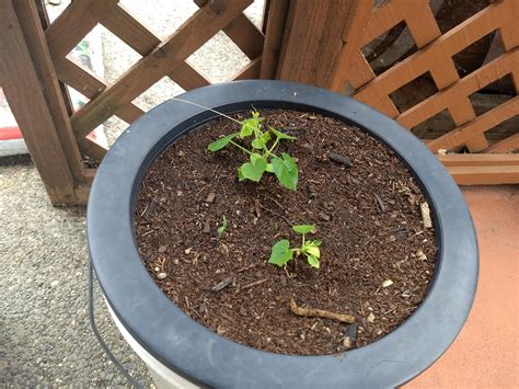 The Scientific Gardener: The Backyard Mexican Sour Gherkins take over