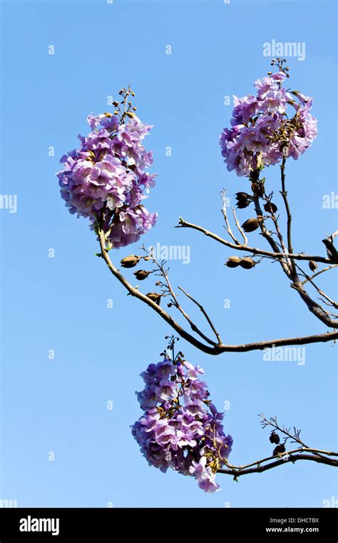 Flowers of an Empress Tree Stock Photo - Alamy