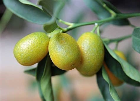 Calamondin Plant Care Guide | Plantly