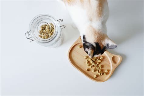 Homemade organic cat treats by Purrcraft