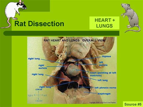 Rat Anatomy Dissection Diagram