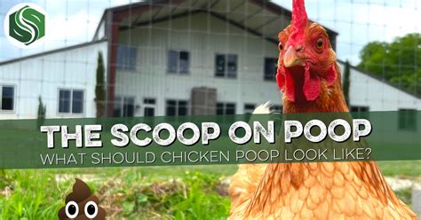 The Scoop on Backyard Chicken Poop – Southland Organics