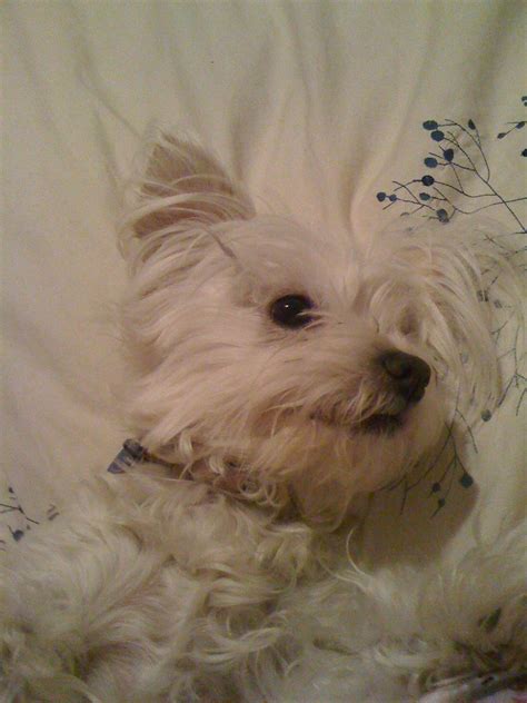 Westie Mix Puppies For Adoption - Pudding to come