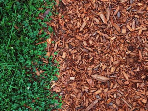 A Simple Guide to Wood Chip Mulching