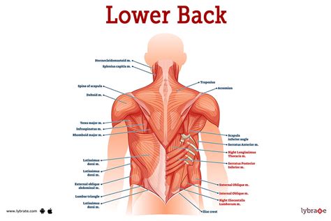 Lower Back (Human Anatomy): Image, Function, Diseases, and Treatments