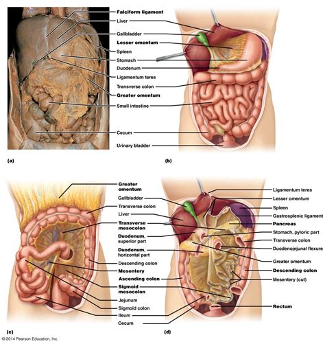 Anatomical Quadrants With Organs / 1 05 Anatomical Regions And ...