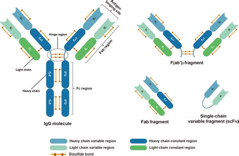 Structure of IgG molecule and its fragments: F(ab') 2 fragment, Fab ...