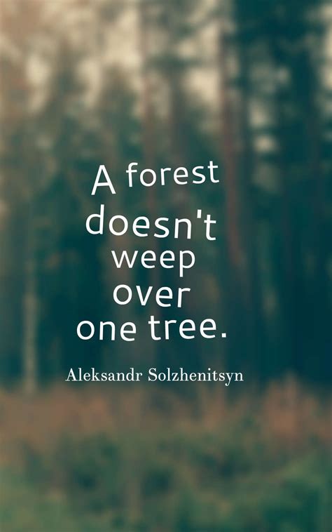 45 Inspirational Forest Quotes And Sayings