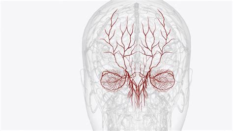 Premium Photo | The two terminal branches of the ophthalmic artery are ...