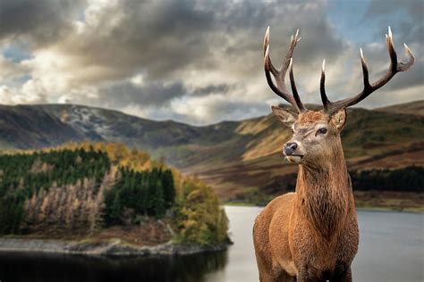 Majestic Autumn Fall landscape of Hawes Water with red deer stag ...