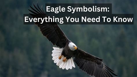 Eagle Symbolism: Everything You Need To Know - Birds Advice