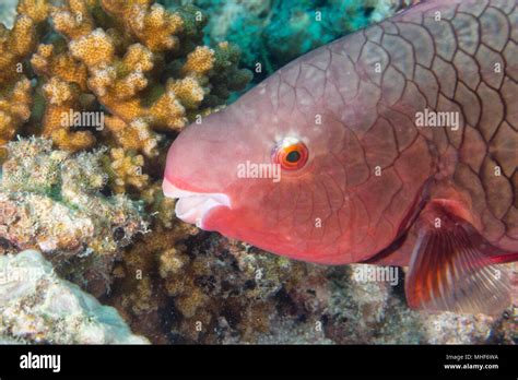 A colorful pink parrot fish Stock Photo - Alamy