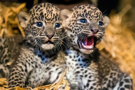 Hot Shots Photos of the Day: Leopard Cubs, Gaza Fireball, Commonwealth ...