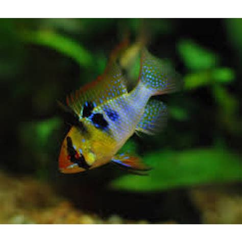 Tropical fish for sale in Melbourne Victoria -Amazing Amazon