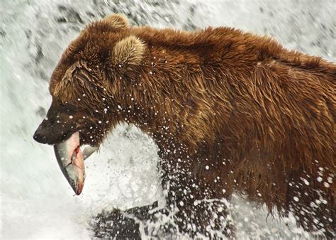 The Bears of Brooks Falls, Alaska | Audley Travel