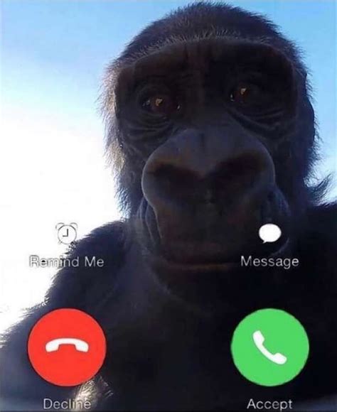 would you answer the phone if George the monke called? : r/ape