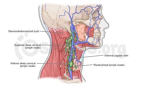 Anatomy of the lymphatics of the neck | Osmosis