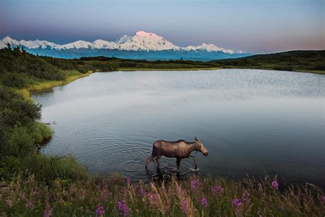 Denali National Park Camping: The Definitive Guide To Camping In Denali ...