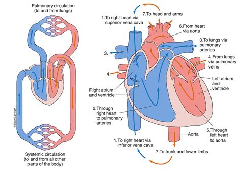 Cardiovascular System Blood Flow Chart - Image to u