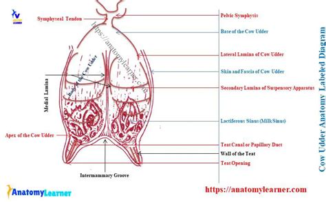 Cow Udder Anatomy - Features of Mammary Gland » AnatomyLearner >> The ...