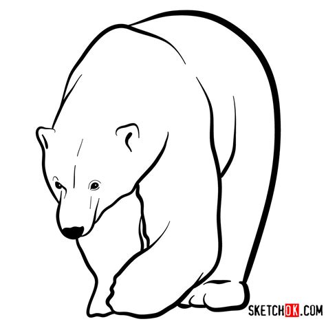 Steps To Draw A Polar Bear