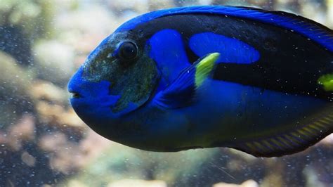 'Finding Dory': Why Blue Tangs Don't Belong in Tanks