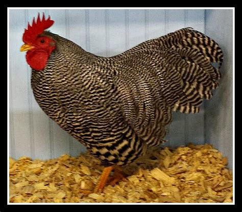 Plymouth Rock Bantams For Sale