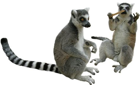 Lemur PNG