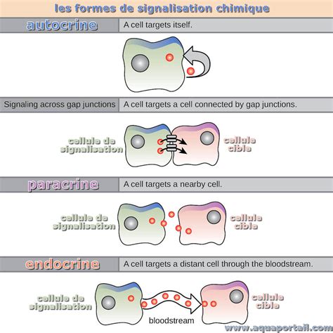 Paracrine : définition et explications – AquaPortail