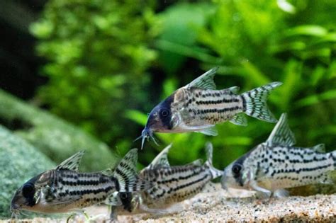 Cory Catfish (Corydoras): Popular Types, Care & Setup