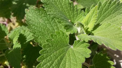 25 Great Reasons to Grow a Catnip Plant Today - Garden and Happy