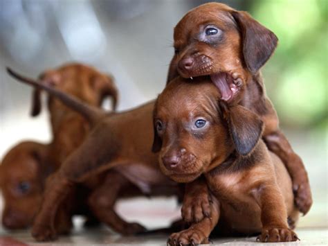 Miniature Dachshund Puppies For Sale | Reno, NV #152637